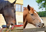 Stereotypic Behaviour in Horses