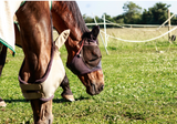 Making Sure Your Horse has a Good Graze