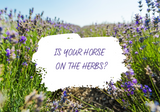 Is Your Horse High on Herbs?