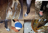 Hoof Abscesses - What to do