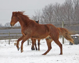 Horses in Snow