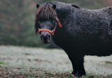 Equine Obesity: The Risks & Prevention