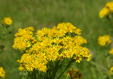 Ragwort - Yellow Peril for Horses