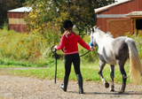 Travelling horses in the Summer