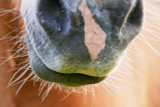 Horse Whiskers – On or Off?