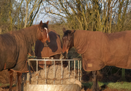 Winter Horse Management - In or Out?