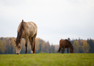 Look Out for Laminitis