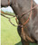 Shires Shires Avignon Running Martingales - All Colours