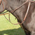 Shires Shires Avignon 3 Point Breastplates - All Colours