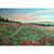 caroline cook artist Caroline Cook The Poppy Meadow