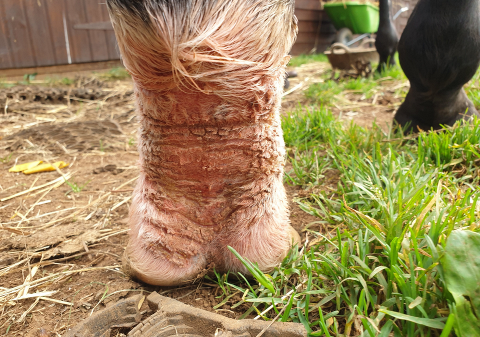 Treating and Preventing Mud Fever Totally Tack
