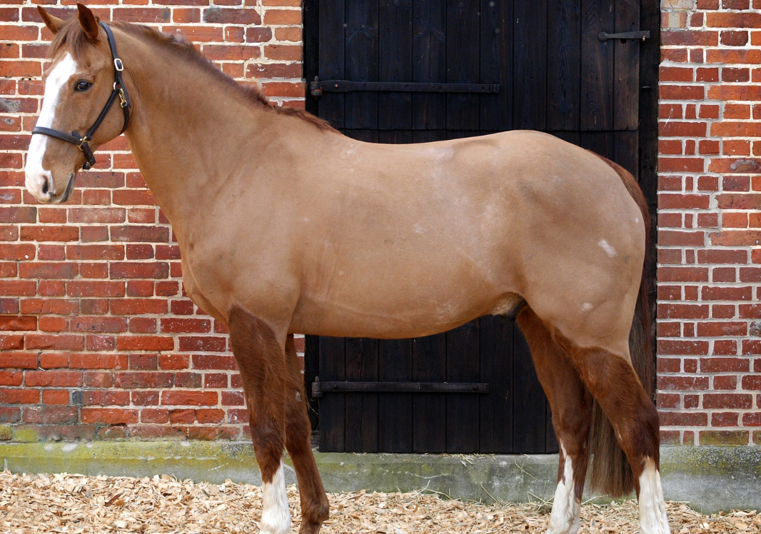 Horse Haircuts Stylish Clips Totally Tack