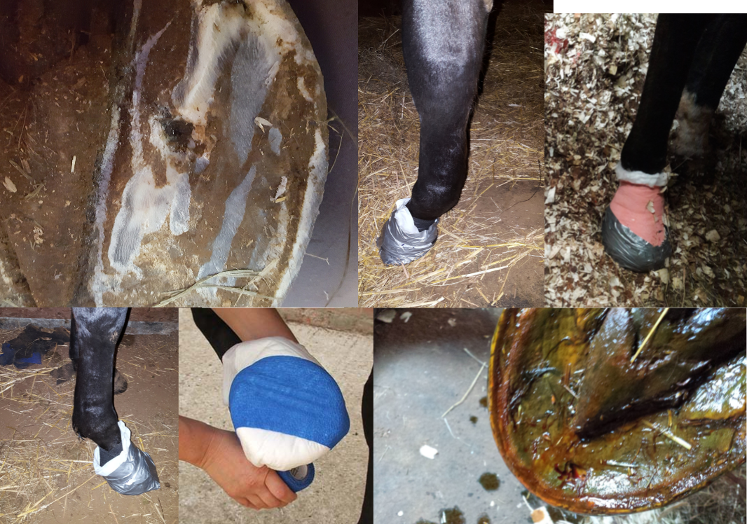 Rood & Riddle Podiatry: Quality Of Life Improved For Percheron With Coffin  Bone Disease - Paulick Report | Shining Light on the Horse Industry