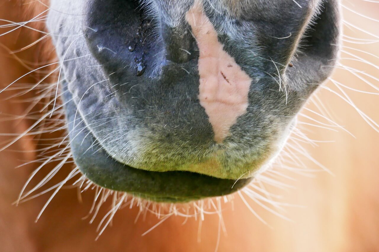 Horse Whiskers On or Off? Totally Tack
