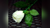 Rose Light set RED by JL Magic - Trick
