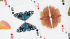 MOTHS (Stripe Edition) by Matthew Palladino