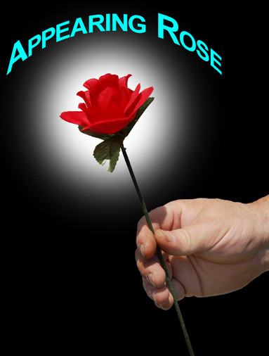 Appearing Rose - Instant