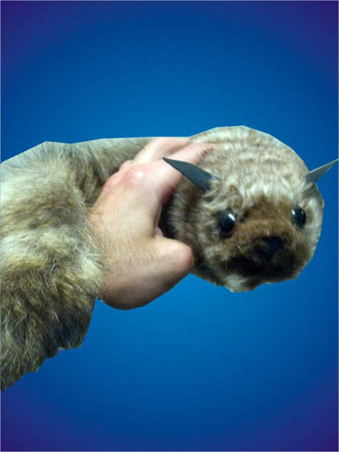 Rascal Racoon