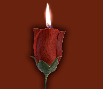 Torch to Rose, AUTO