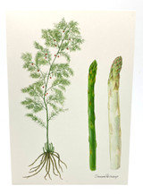 Asparagus