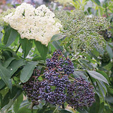 THE ELDERFLOWER THAT THE “Norse gods” ENJOYED?