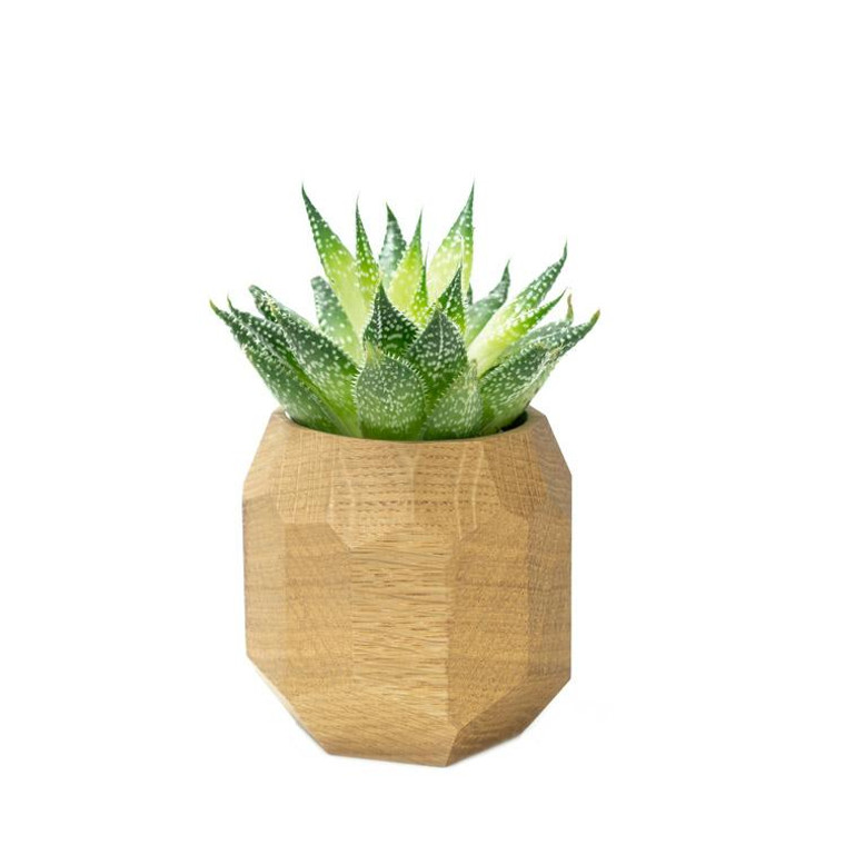 Wooden geometric succulent planter