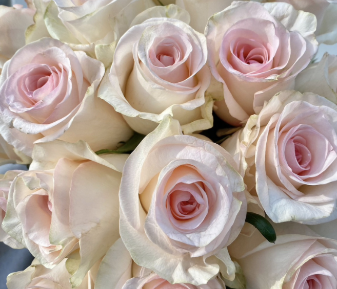 Shop Flowers - Premium Roses - Page 1 - Ramirez Wholesale Flowers Inc