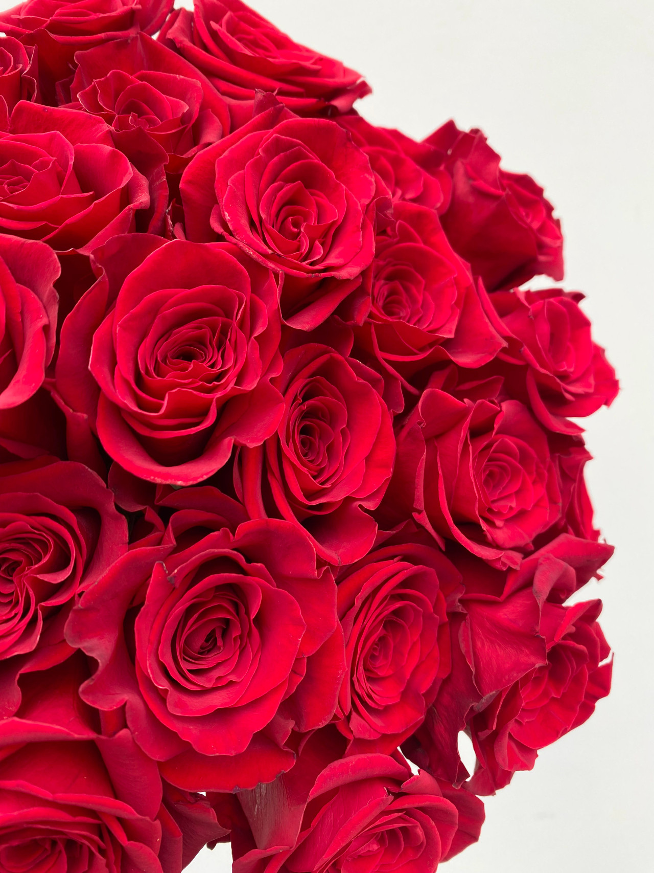 Freedom Roses (Red) - 25 stems