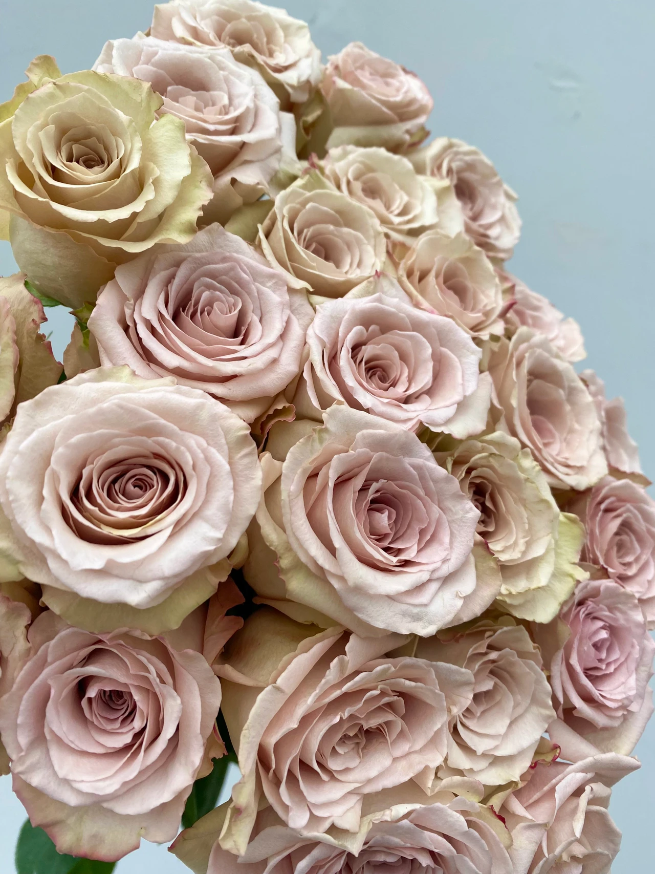 M0ndial Roses Pink Mondial Roses - 25 stems
