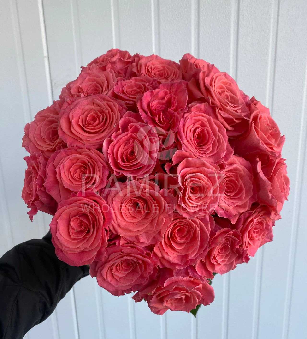 Amsterdam Roses - 25st. - Ramirez Wholesale Flowers Inc