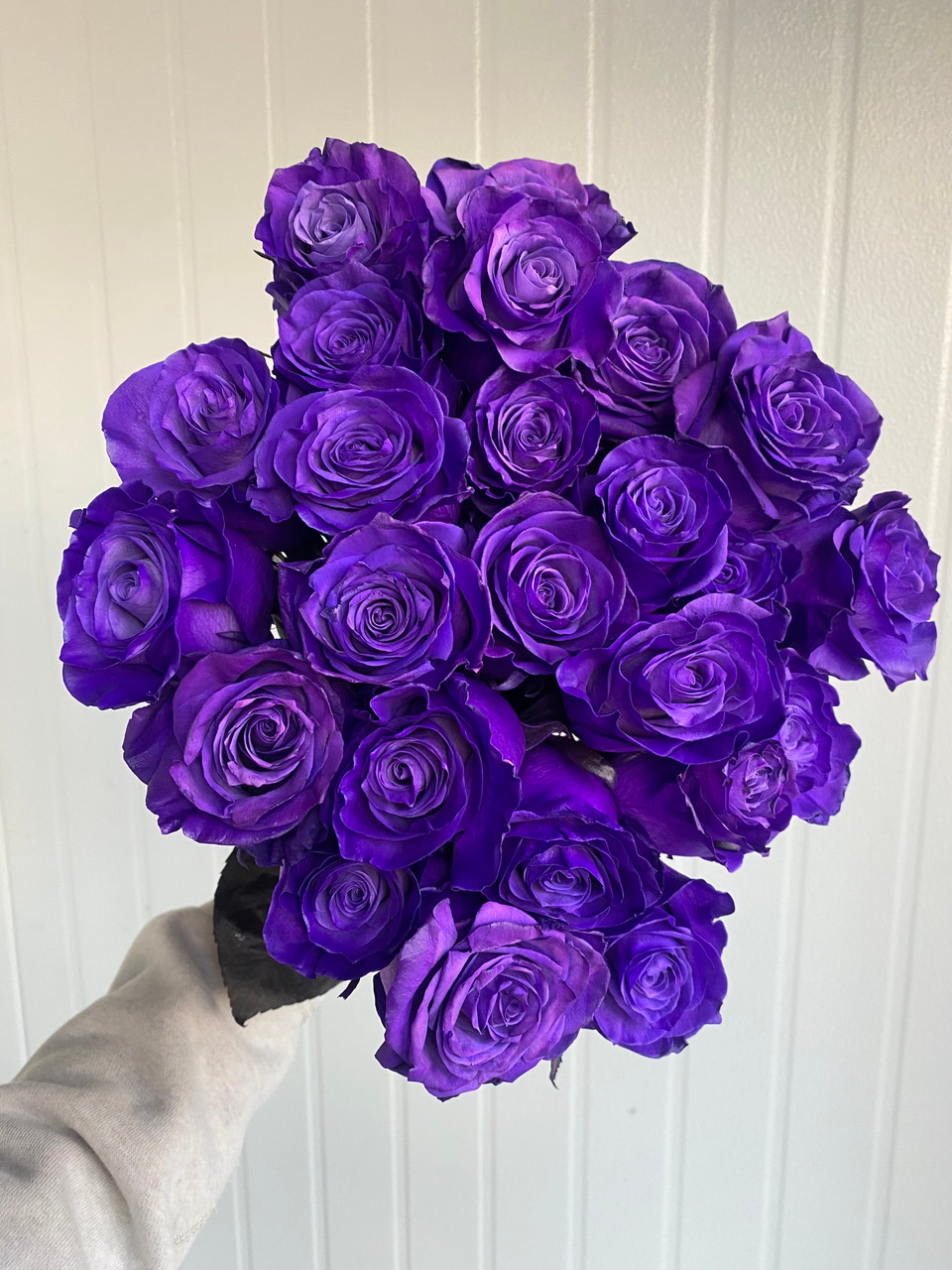 Purple Tint Roses - 25st. - Ramirez Wholesale Flowers Inc