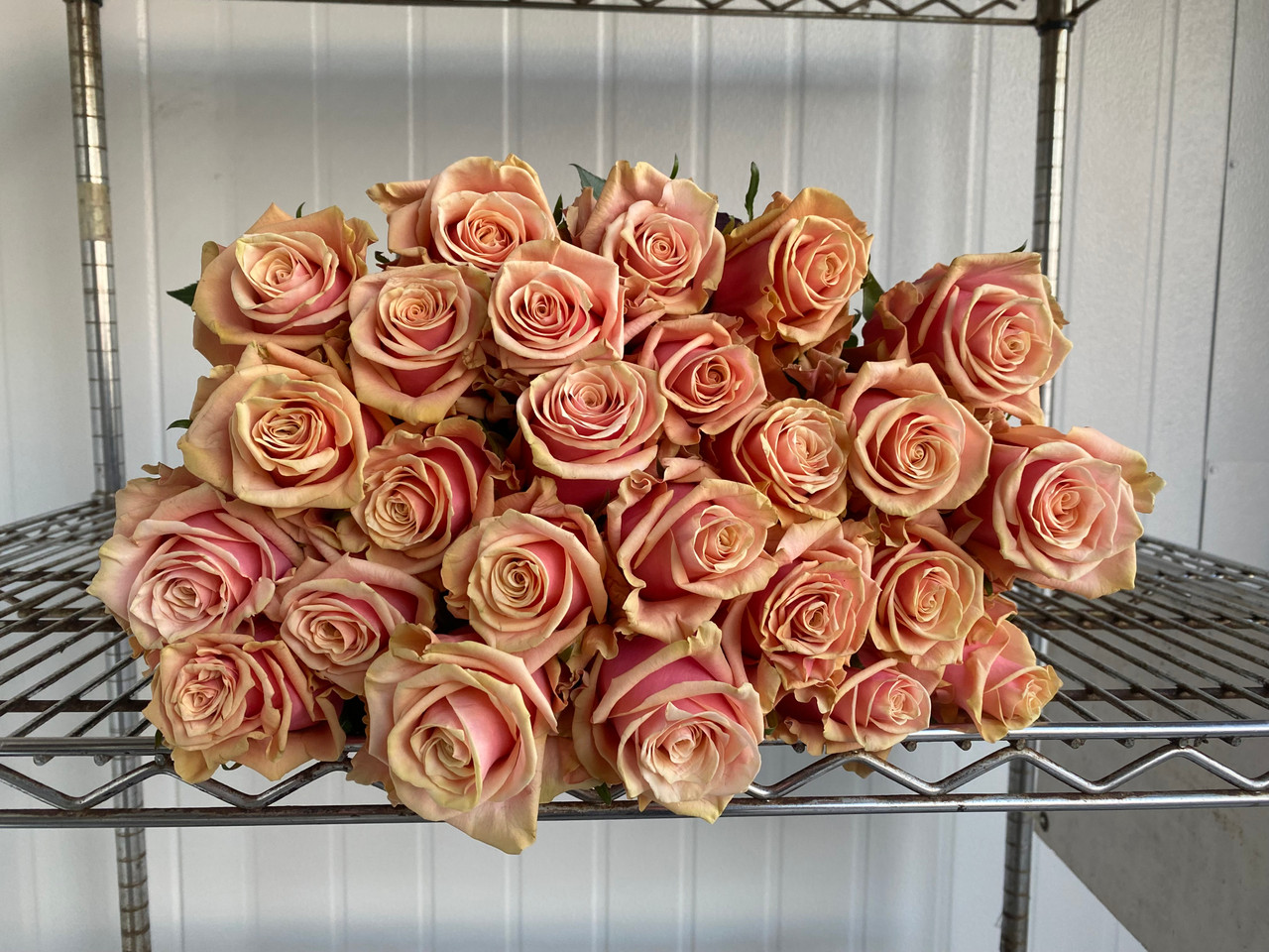Pink Amaretto Roses - 25st. - Ramirez Wholesale Flowers Inc