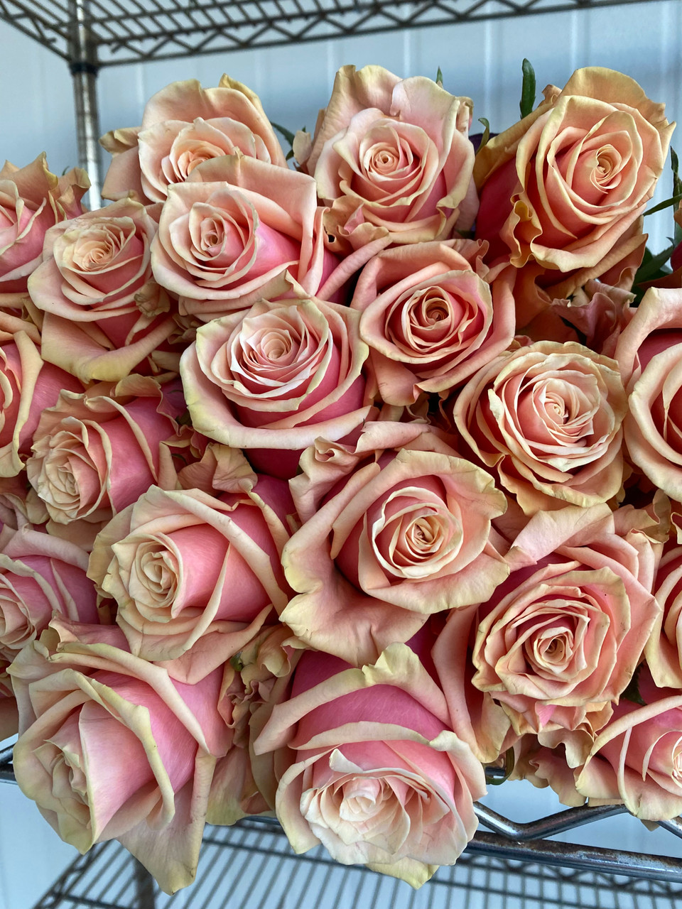 Pink Amaretto Roses - 25st. - Ramirez Wholesale Flowers Inc