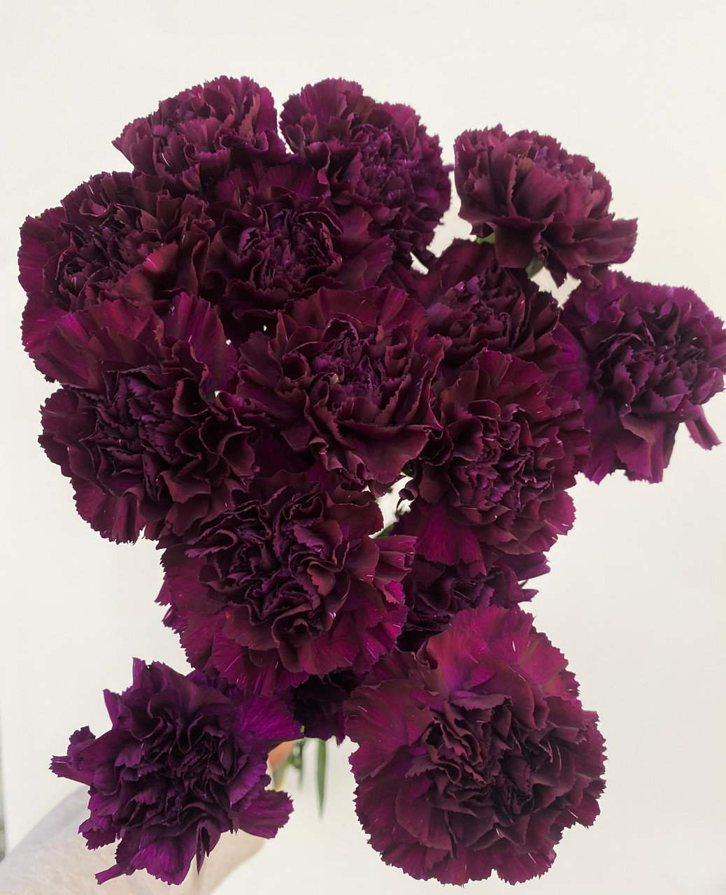 Prebook Carnation Moonvista Florigene 25st. Ramirez Wholesale