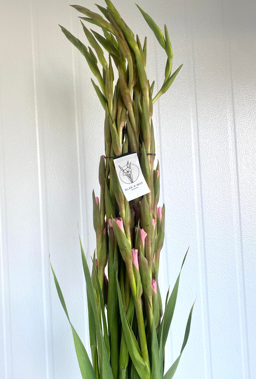 Glad-A-Way Pink Gladiola Ca-Grown - 10st