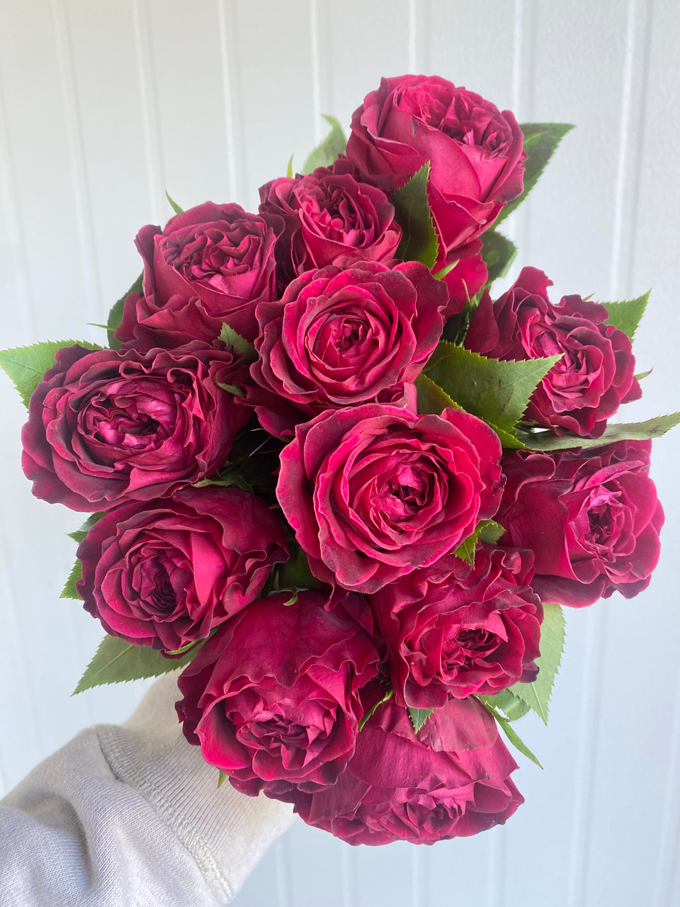 Rose様6枚 David Austin® The Dark Lady Potted Rose Bush - Grace Rose Farm 食器