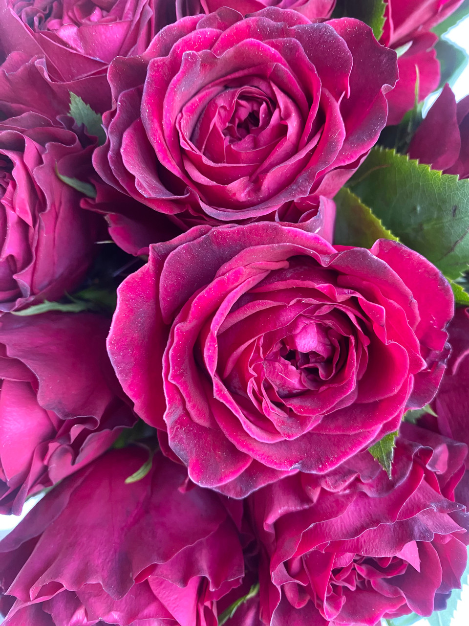 Tess Garden Roses David Austin - 12st. - Ramirez Wholesale Flowers Inc