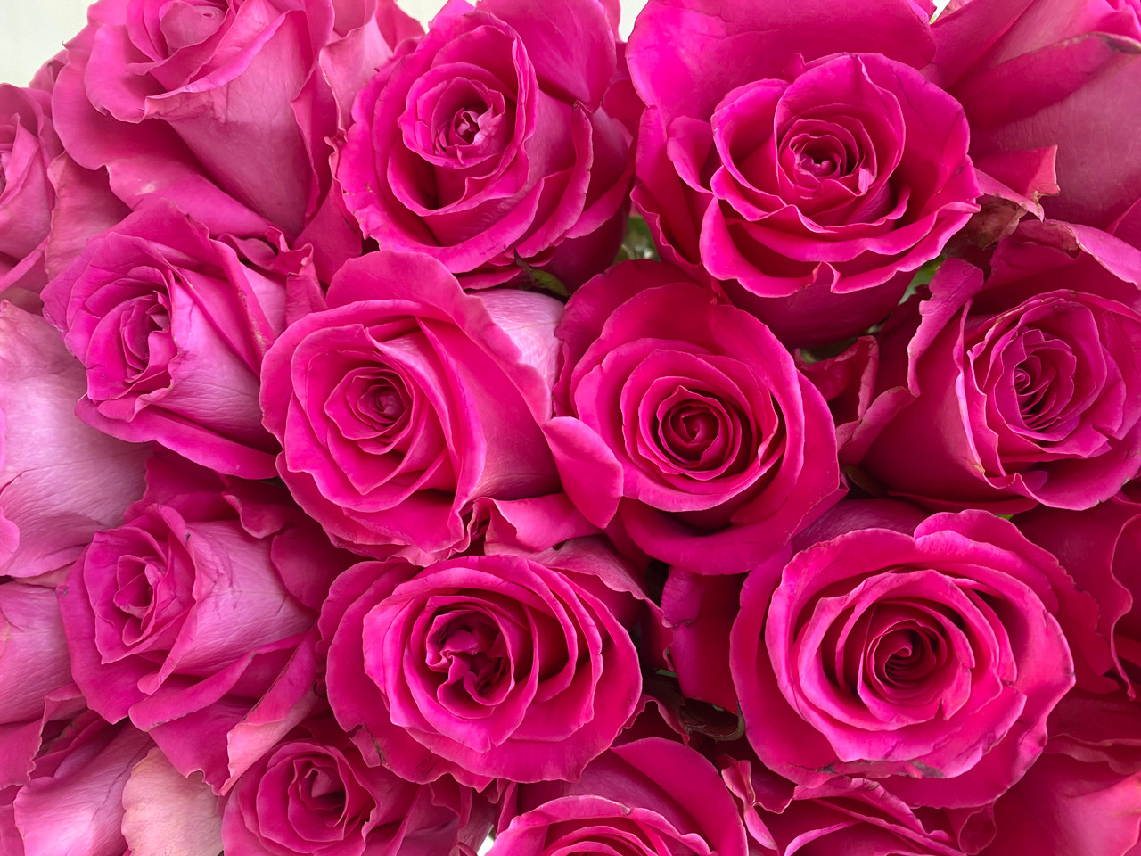 ☆Roses～　 Pink Garden Roses, 36 Stems | BJ's Wholesale Club