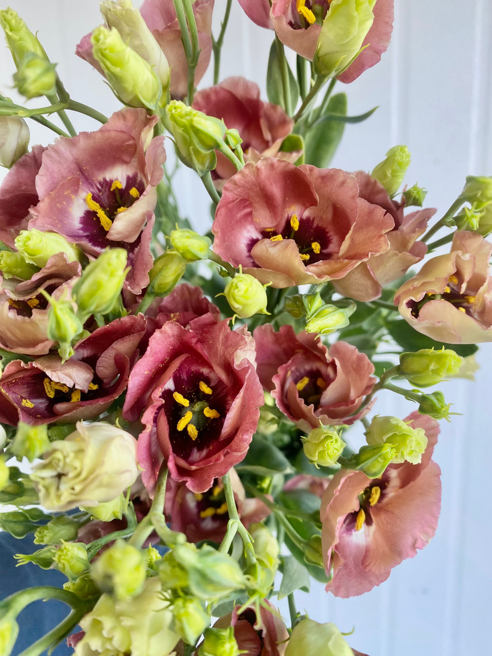 Lisianthus Bohemian Mocha - 5st. - Ramirez Wholesale Flowers Inc
