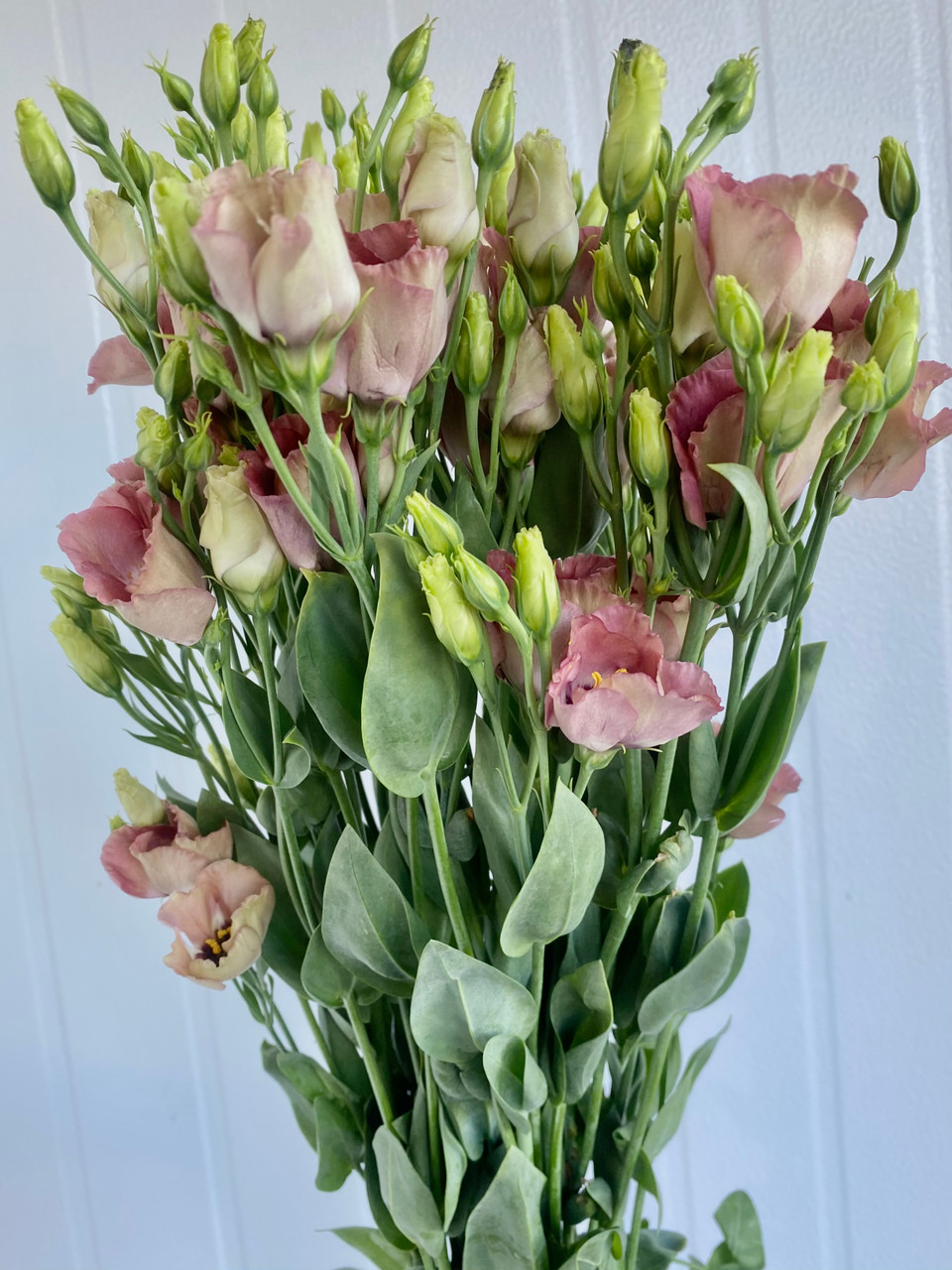 Lisianthus Bohemian Mocha - 5st. - Ramirez Wholesale Flowers Inc