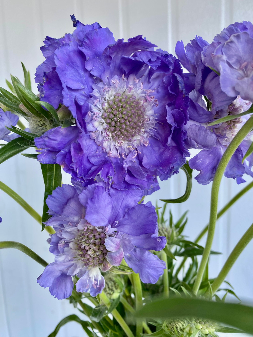 Scabiosa Fama Local Blue/Purple Lavender - 10st.(Ca-Grown