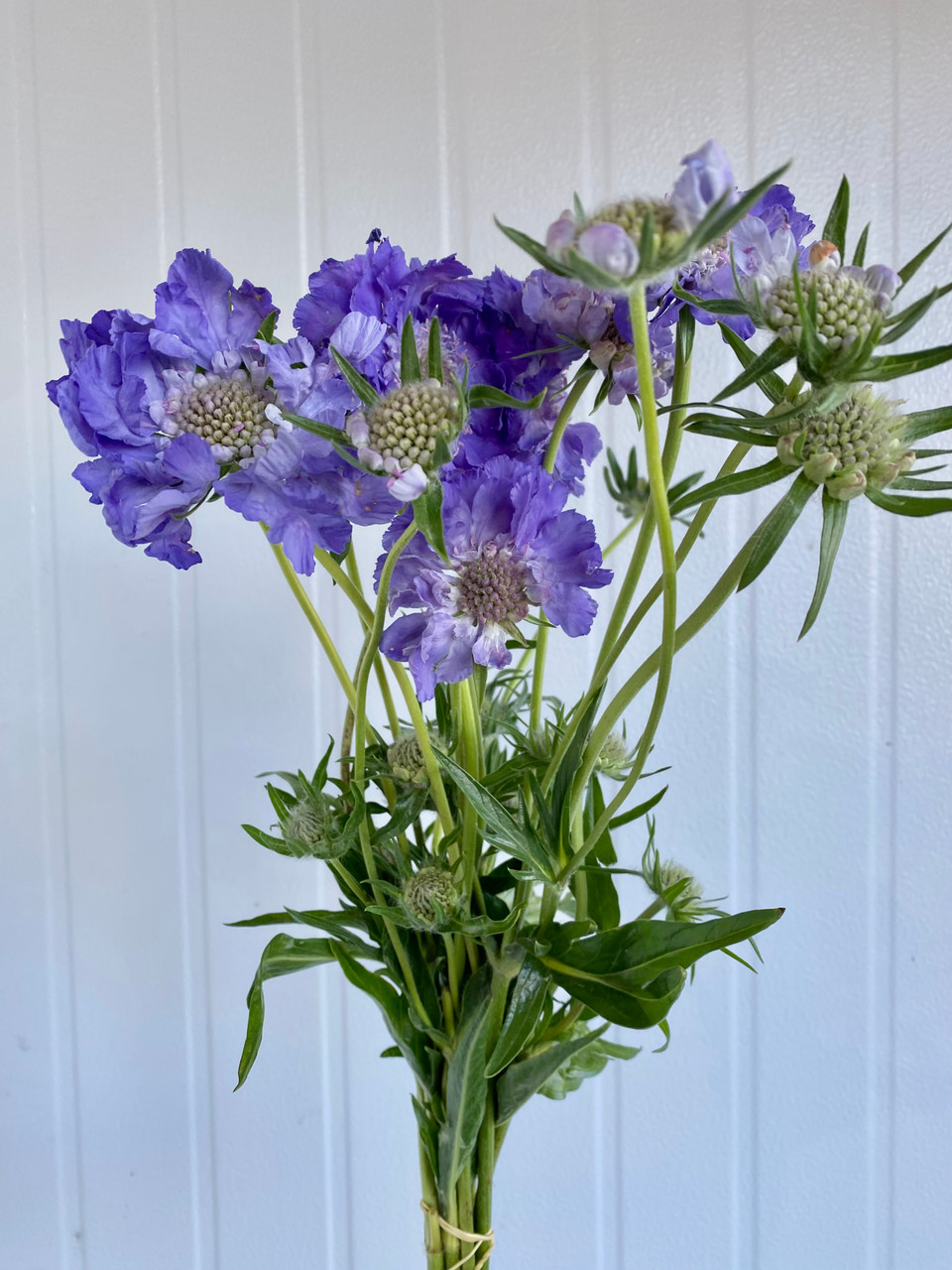 Scabiosa Fama Local Blue/Purple Lavender - 10st.(Ca-Grown
