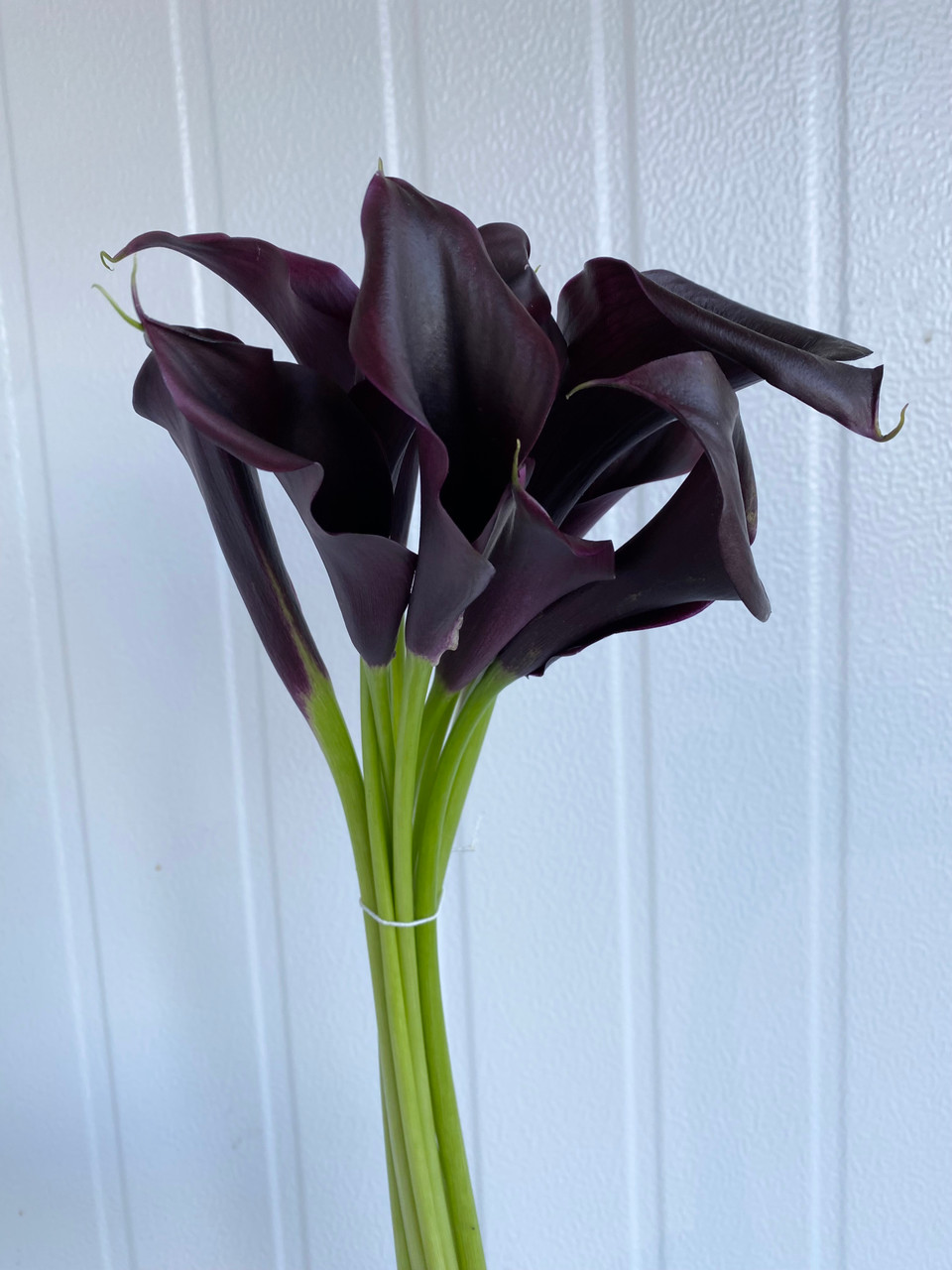 Mini Calla Lily Black/Dark Plum - 10st. - Ramirez Wholesale