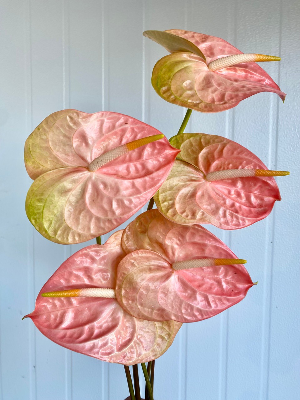 Anthurium Peach - 5st. - Ramirez Wholesale Flowers Inc
