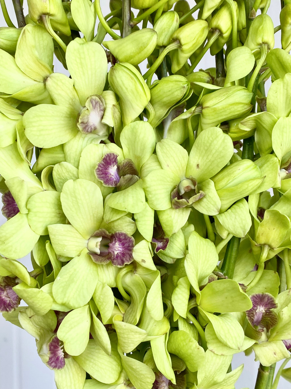 Dendrobium Orchid Green - 10st. - Ramirez Wholesale Flowers Inc