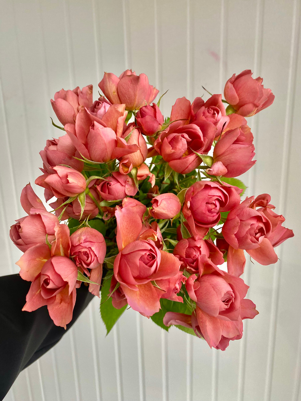 ★ raju★ Wai Bag_Dusty Rose Garden Spray Roses Wabara Aoi Fuga (Ca-Grown) - 8st