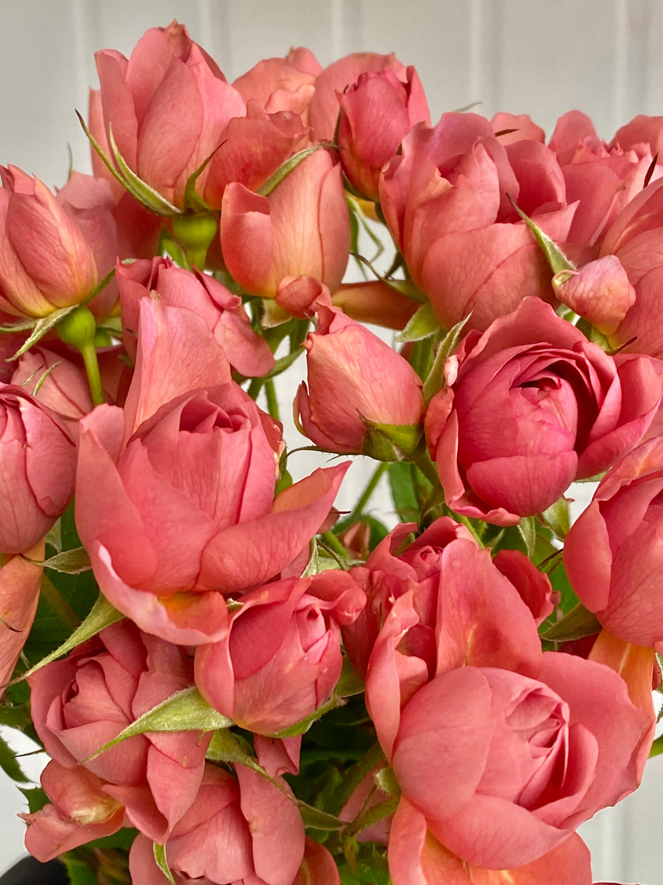 2 9 VRF VALENTINE ROSE FESサーチケ（赤ブーブー通信社 on X