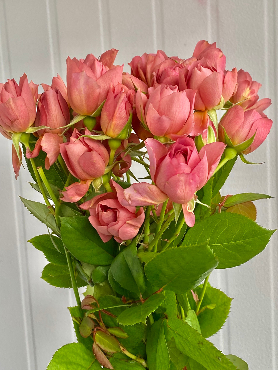 ★ raju★ Wai Bag_Dusty Rose Garden Spray Roses Wabara Aoi Fuga (Ca-Grown) - 8st