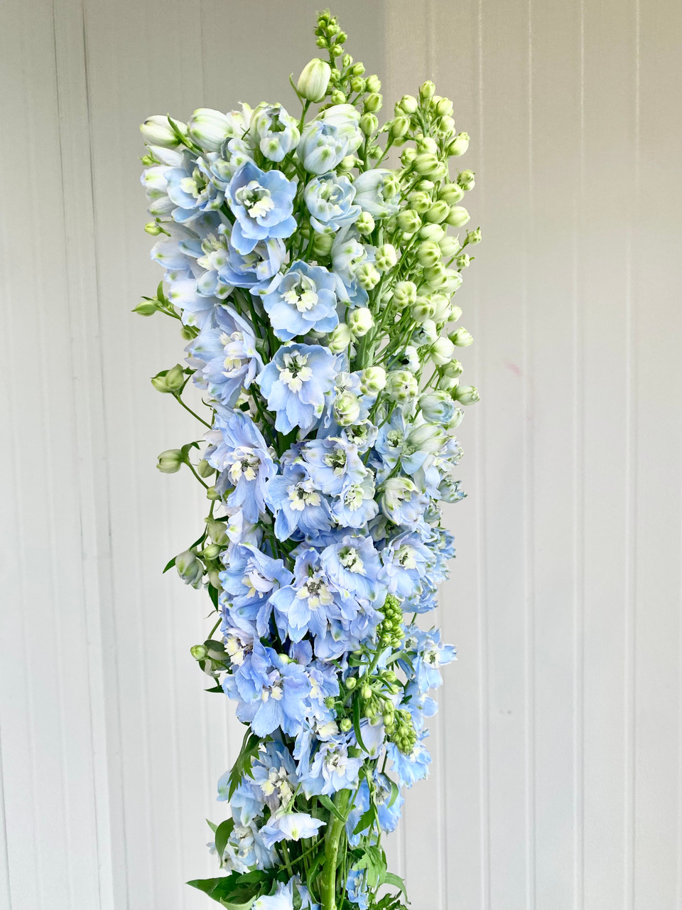 Delphinium Hybrd Light Blue (Ca-Grown) - 5st. - Ramirez Wholesale