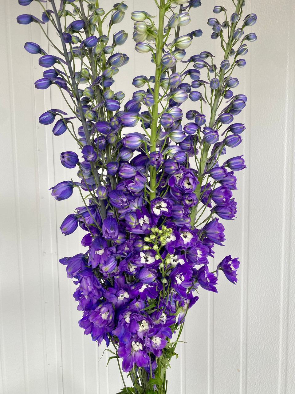 Delphinium Hybrid Purple (Ca-Grown) - 5st. - Ramirez Wholesale